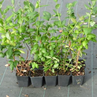 La collection de 8 plants de Myrtilles variées