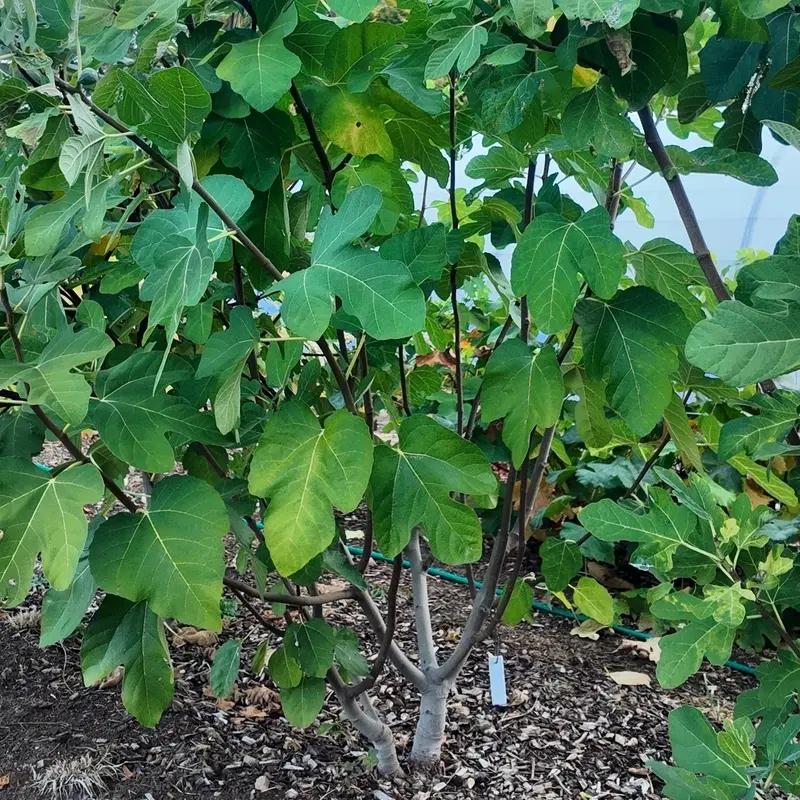 Figuier DAUPHINE – Variété française rustique à grosses figues violettes