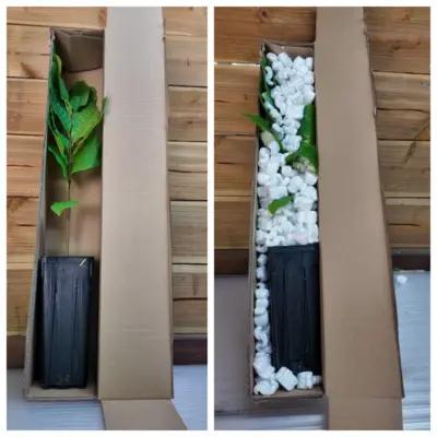 Le lot d'asiminiers Sunflower + Prima ( origine de semis )