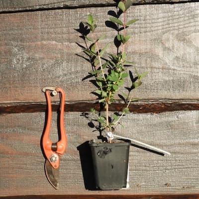 Camerisier 'BOREAL BEAUTY® ' en Godet