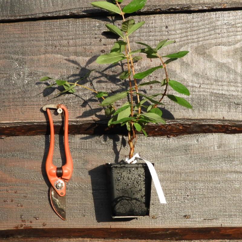 Camerisier ' AURORA® ' en Godet