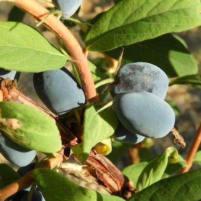Camerisier ' SINIJ UTES® ' en Pot