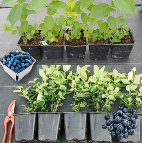 Lot Mix Variétés 5 Camerisiers + 5 Myrtilliers