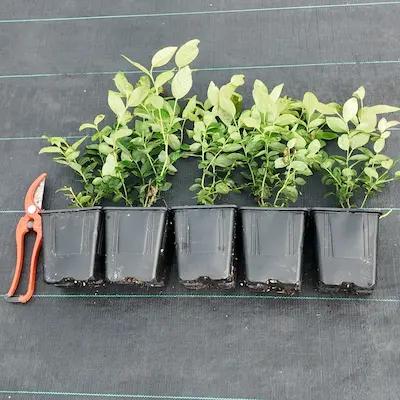 Lot 5 plants de Myrtilles variées pot 1L2