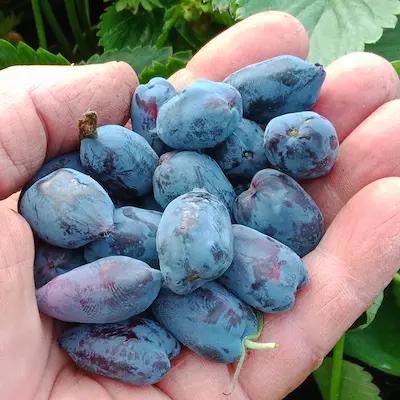 Les 10 Camerisiers pour confiture et sorbet