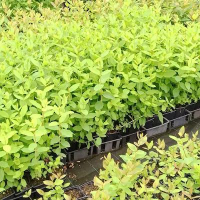 Les 20 Camerisiers à deguster en Frais