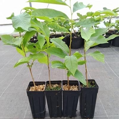 lot 4 Asiminier- triloba ' Origine du semis est Sunflower 'pot