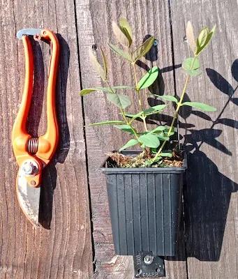 Camerisier Haskap ' TANA® ' en godet