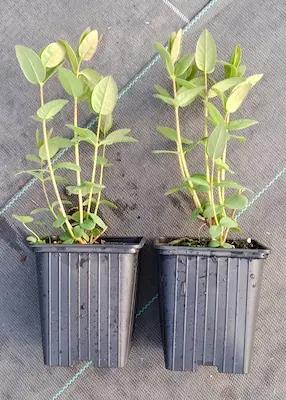 Camerisier Haskap ' TANA® ' en godet