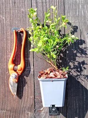 MYRTILLE SAUVAGE (VACCINIUM MYRTILLUS) en Godet