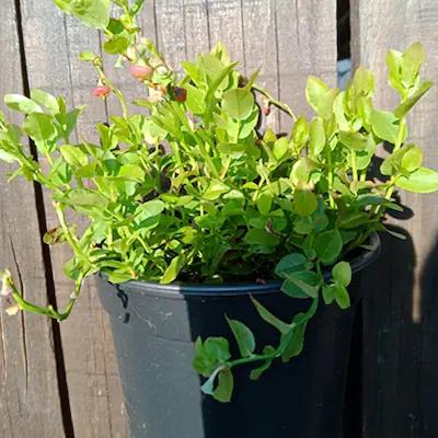 MYRTILLE SAUVAGE (VACCINIUM MYRTILLUS) en Godet