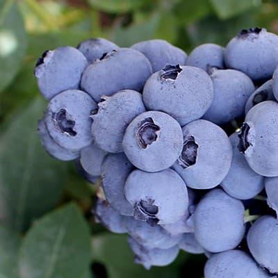 Myrtille “Northcountry”en godet