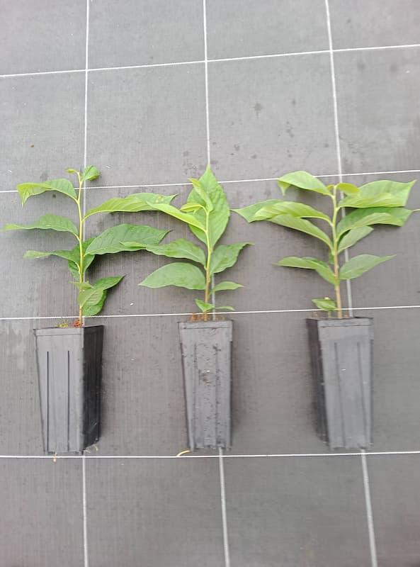 lot 3 Asiminier- triloba ' Origine du semis est Sunflower 'pot