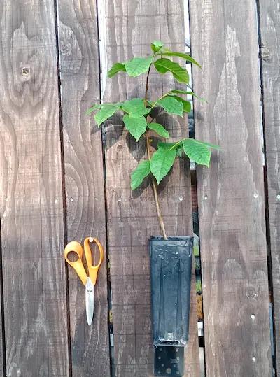 Asiminier ou Paw Paw en pot haut