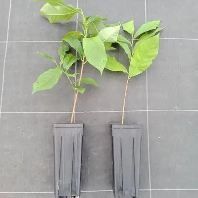 lot 2 Asiminier- triloba ' Origine du semis est Sunflower 'pot