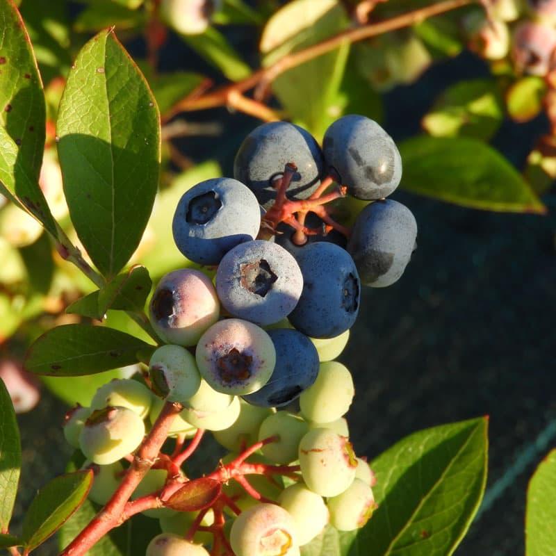 Myrtille ' CHANDLER ' pot de 1L3