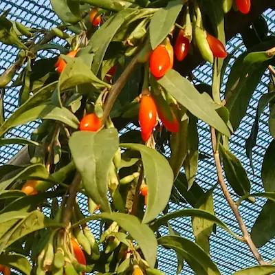 Lot Baies de Goji