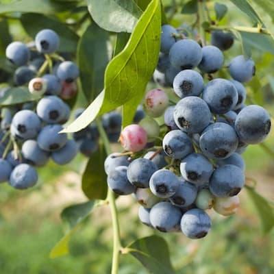 Myrtille 'BLUE ONE ' en Pot