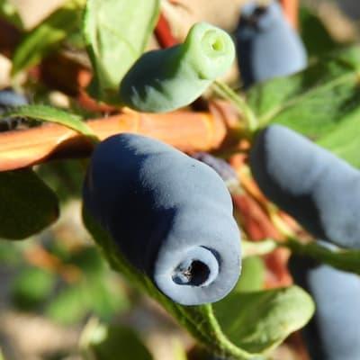 Camerisier ' JUGANA® ' en Godet