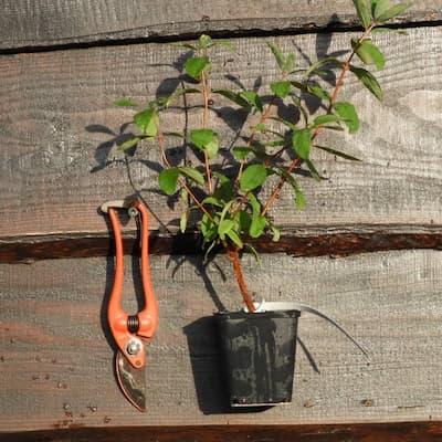 Camerisier ' BLUE BANANA® ' en Godet