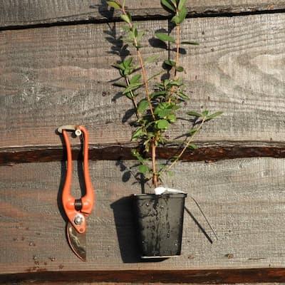 Camerisier Haskap ' TANA® ' en godet