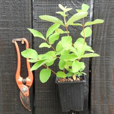 Camerisier ' BLUE TREASURE ' en Godet
