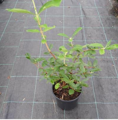 Camerisier Haskap ' KAPU® ' pot de 1L3