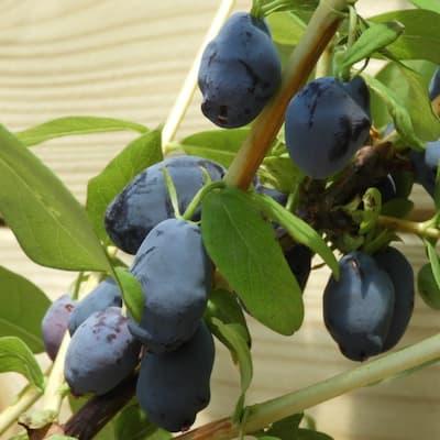 Camerisier Haskap ' TANA® ' en godet