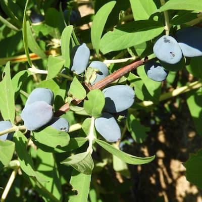 camerisier ' CANDY BLUE ' en Godet