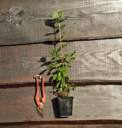 Camerisier ' VOSTORG® ' pot de 1L3