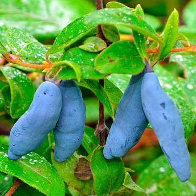 Camerisier ' JUGANA® ' pot de 1L3