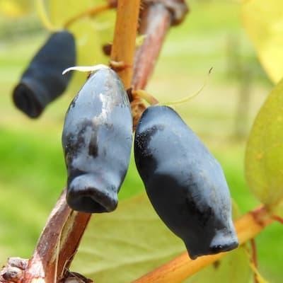 Camerisier ' BOREAL BEAST® ' Godet