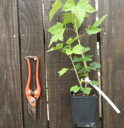 Casseille – en Pot de 1L3