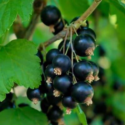 Cassis Tenah – Variété autofertile en godet