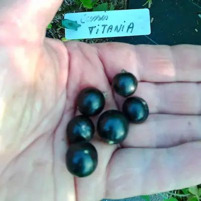 Lot de 10 Groseillier et Cassis