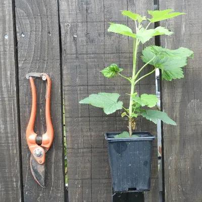 Cassis Tenah – Variété autofertile en godet