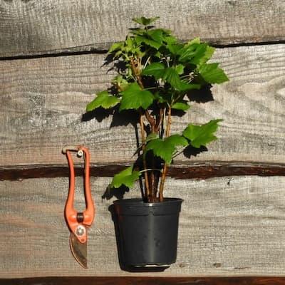 Cassissier ' TENAH ' pot de 1L3