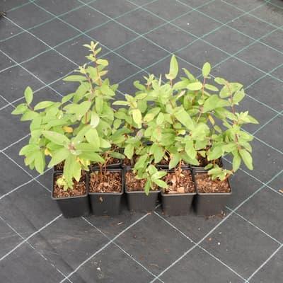 Collection de 5 camerisiers | La Myrtille du Morvan
