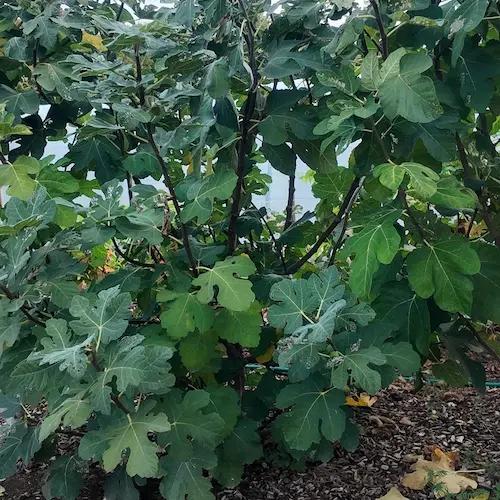 Figuier CAMPANIÈRE – Variété française très rustique et précoce