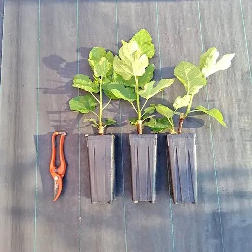 Figuier DAUPHINE – Variété française rustique à grosses figues violettes