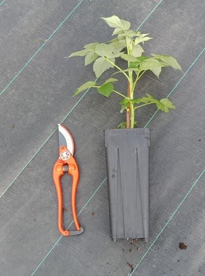 Framboisier Willamette – Variété précoce, très productive et parfumée pot de 1L