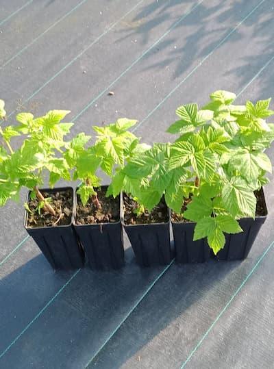 Lot de Framboisiers remontant et non remontant pot de 1L