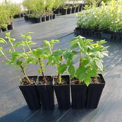 Lot de Framboisiers remontant et non remontant pot de 1L