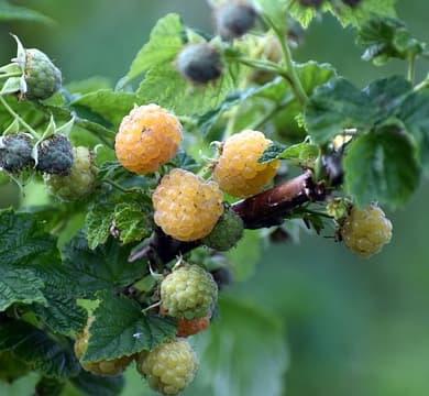 Framboisier remontant ' Fald Gold ' pot de 1L