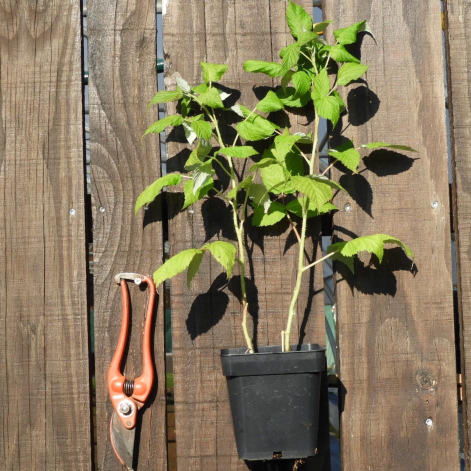 Framboisier September – Variété remontante tardive à gros fruits rouges