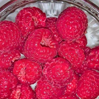 Framboisier Tulameen – Variété non remontante, rustique et sans épines pot de 1L