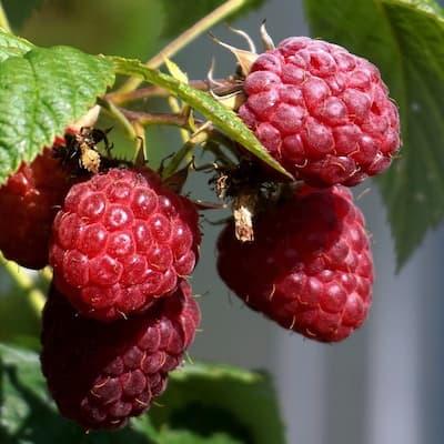 Framboisier Willamette – Variété précoce, très productive et parfumée pot de 1L