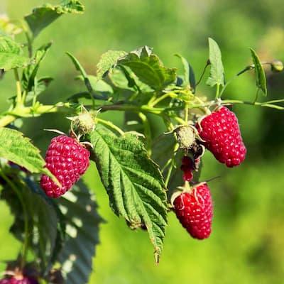 Framboisier remontant ' HERITAGE ' pot de 1L3