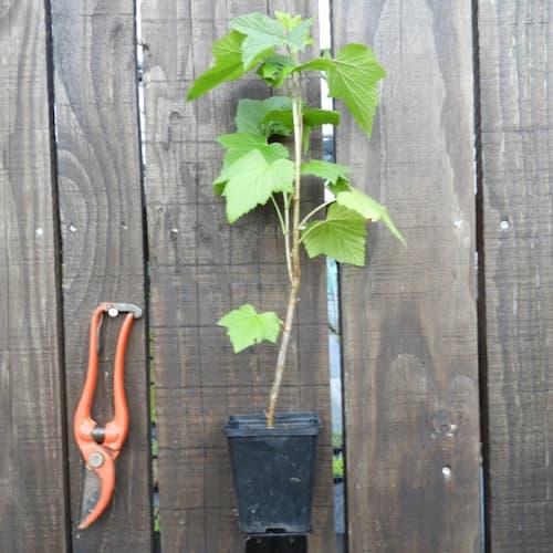 Groseillier ' LONDON MARKET ' godet