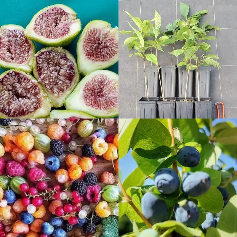 collection-jardin-foret-10-fruitiers